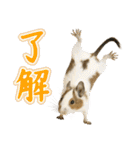 デグーのほっこり日和（個別スタンプ：9）