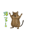 デグーのほっこり日和（個別スタンプ：16）