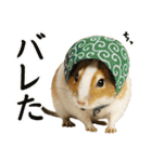 デグーのほっこり日和（個別スタンプ：22）