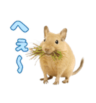 デグーのほっこり日和（個別スタンプ：23）