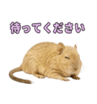 デグーのほっこり日和（個別スタンプ：24）