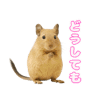 デグーのほっこり日和（個別スタンプ：25）