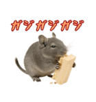 デグーのほっこり日和（個別スタンプ：31）