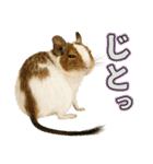 デグーのほっこり日和（個別スタンプ：33）