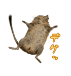 デグーのほっこり日和（個別スタンプ：38）