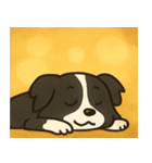 キラキラまじめなボーダーコリー@SFW（個別スタンプ：12）