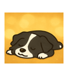 キラキラまじめなボーダーコリー@SFW（個別スタンプ：16）