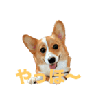 向日葵と申します。。（個別スタンプ：1）
