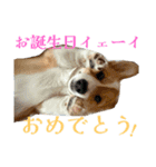 向日葵と申します。。（個別スタンプ：6）