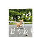 向日葵と申します。。（個別スタンプ：8）