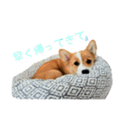 向日葵と申します。。（個別スタンプ：12）