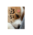 向日葵と申します。。（個別スタンプ：14）