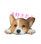 向日葵と申します。。（個別スタンプ：15）