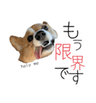 向日葵と申します。。（個別スタンプ：20）