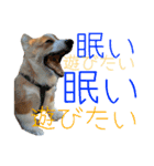 向日葵と申します。。（個別スタンプ：23）