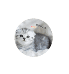 ネコちゃん茶色と白黒（個別スタンプ：3）