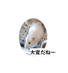 モルモット家族の動く共感・相槌スタンプ（個別スタンプ：1）