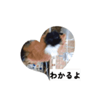 モルモット家族の動く共感・相槌スタンプ（個別スタンプ：2）