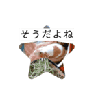 モルモット家族の動く共感・相槌スタンプ（個別スタンプ：4）
