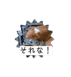 モルモット家族の動く共感・相槌スタンプ（個別スタンプ：5）