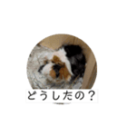 モルモット家族の動く共感・相槌スタンプ（個別スタンプ：7）
