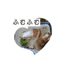 モルモット家族の動く共感・相槌スタンプ（個別スタンプ：8）