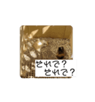 モルモット家族の動く共感・相槌スタンプ（個別スタンプ：11）