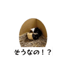 モルモット家族の動く共感・相槌スタンプ（個別スタンプ：12）