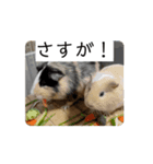 モルモット家族の動く共感・相槌スタンプ（個別スタンプ：13）