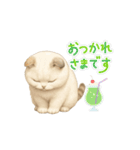 スコティッシュりん（個別スタンプ：6）