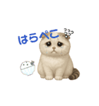 スコティッシュりん（個別スタンプ：16）