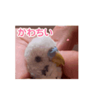 動くumiちゃんスタンプ（個別スタンプ：1）
