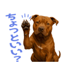 表情豊かなピットブル犬のぴーちゃん（個別スタンプ：1）