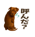 表情豊かなピットブル犬のぴーちゃん（個別スタンプ：2）