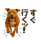 表情豊かなピットブル犬のぴーちゃん（個別スタンプ：6）