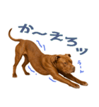 表情豊かなピットブル犬のぴーちゃん（個別スタンプ：7）