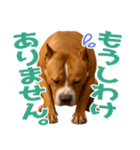 表情豊かなピットブル犬のぴーちゃん（個別スタンプ：8）