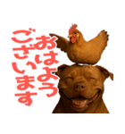 表情豊かなピットブル犬のぴーちゃん（個別スタンプ：9）
