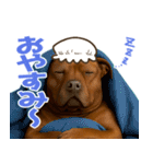 表情豊かなピットブル犬のぴーちゃん（個別スタンプ：10）