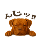 表情豊かなピットブル犬のぴーちゃん（個別スタンプ：11）
