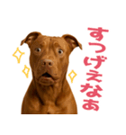 表情豊かなピットブル犬のぴーちゃん（個別スタンプ：13）