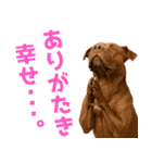 表情豊かなピットブル犬のぴーちゃん（個別スタンプ：14）