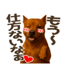 表情豊かなピットブル犬のぴーちゃん（個別スタンプ：15）