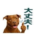 表情豊かなピットブル犬のぴーちゃん（個別スタンプ：16）