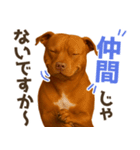 表情豊かなピットブル犬のぴーちゃん（個別スタンプ：19）