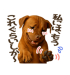 表情豊かなピットブル犬のぴーちゃん（個別スタンプ：21）