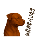 表情豊かなピットブル犬のぴーちゃん（個別スタンプ：22）