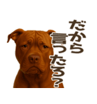 表情豊かなピットブル犬のぴーちゃん（個別スタンプ：23）