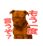 表情豊かなピットブル犬のぴーちゃん（個別スタンプ：24）