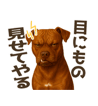 表情豊かなピットブル犬のぴーちゃん（個別スタンプ：25）